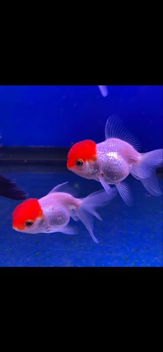 Продаю золотых рыбок