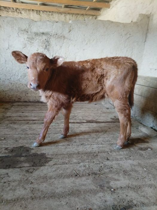 Бұзау сатылады...