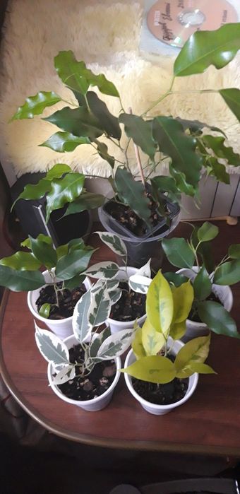 Фикус Еллоу голд вариегатный