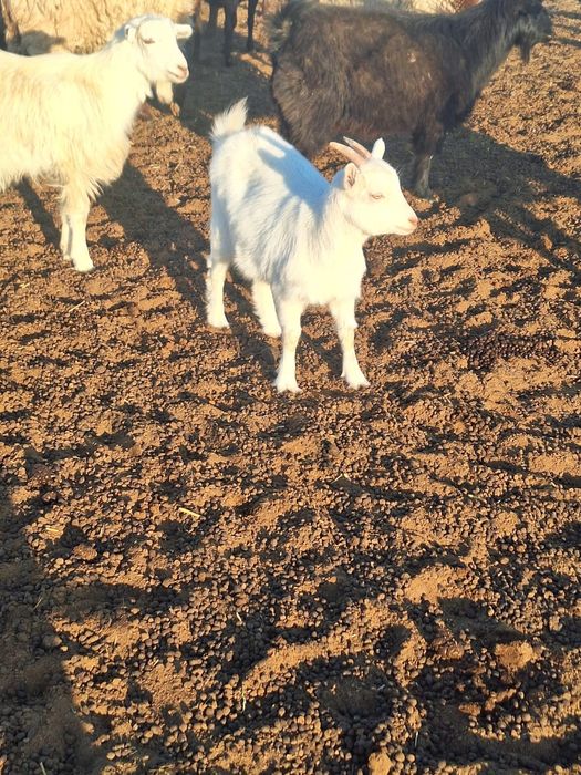 Лақ сатылады LLl