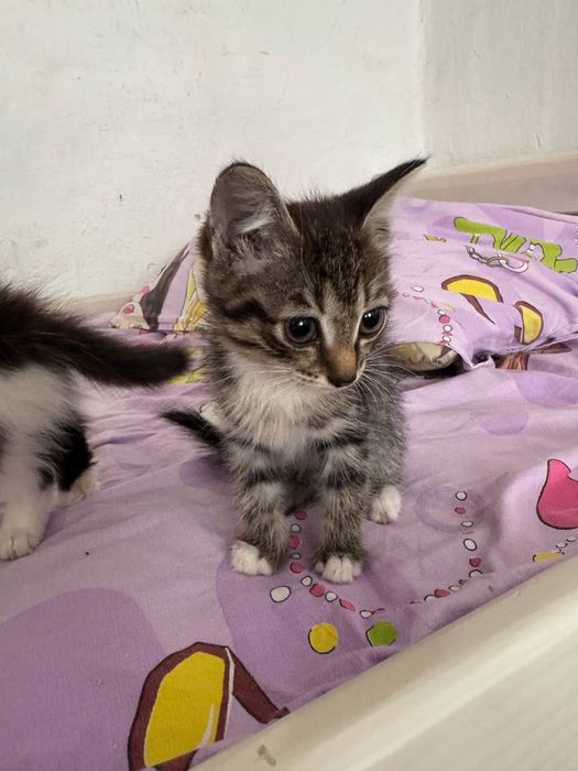 Отдам котят в добрые руки