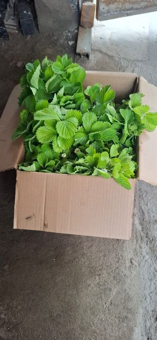 Продам рассаду клубники альбеон