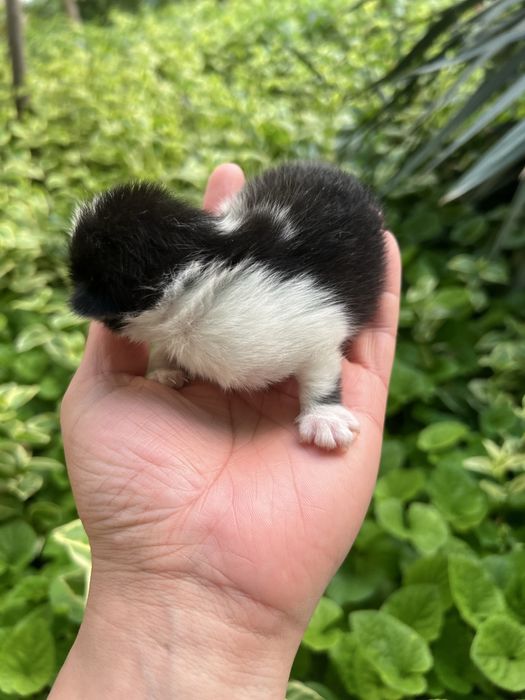 Mushug ona bolasi bilan 1.5 yosh bolasi 10 kunlik