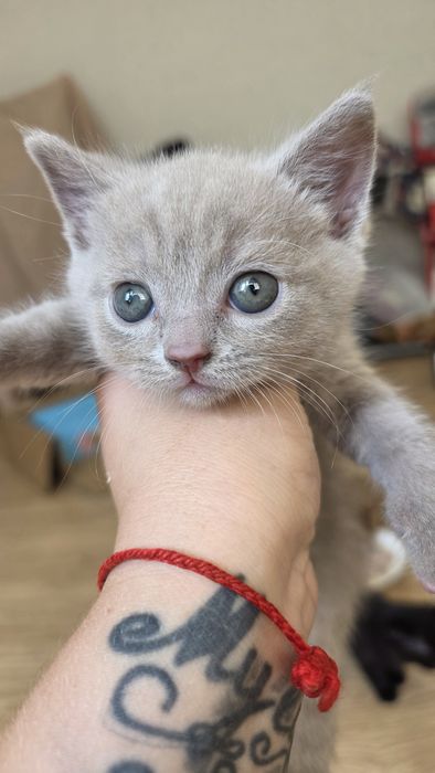 Котята ,в добрые  руки