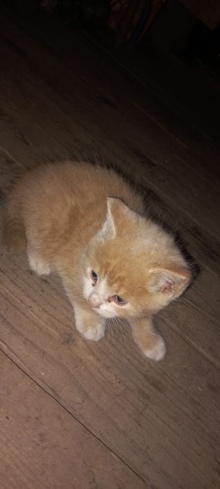 Отдам котят в хорошие руки