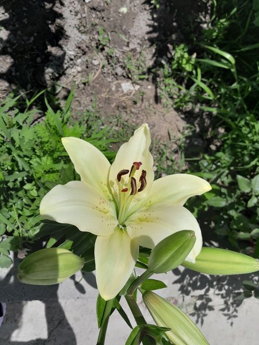 Продам лилии домашние.