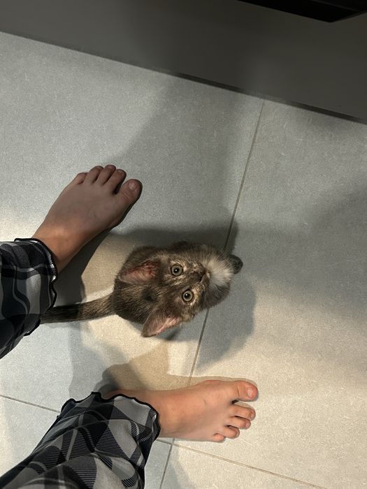 Отдам котенка в добрые руки!