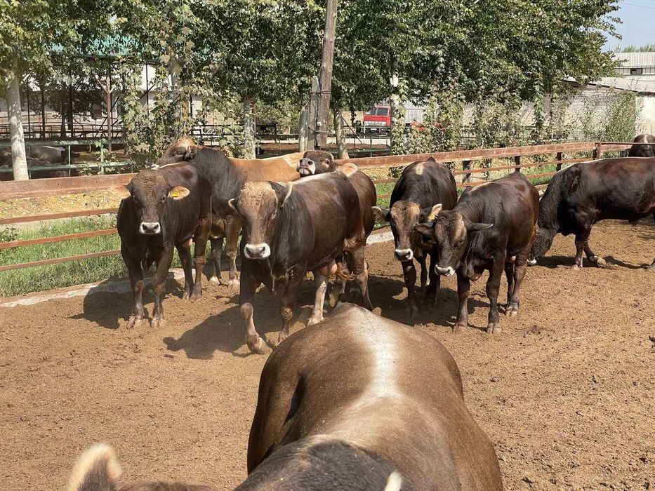 Наслли швиц новвослар сотилади нархи келишилган холда