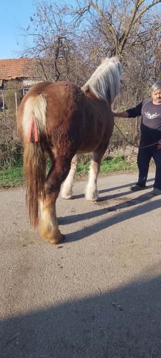 De vânzare o mânză