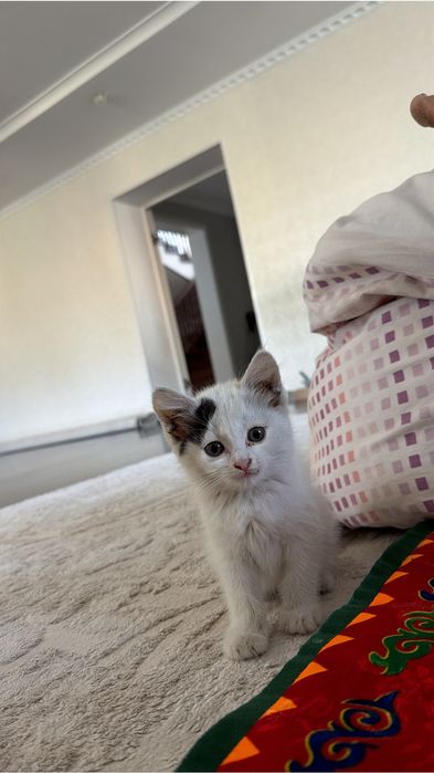 Котенок бесплатно