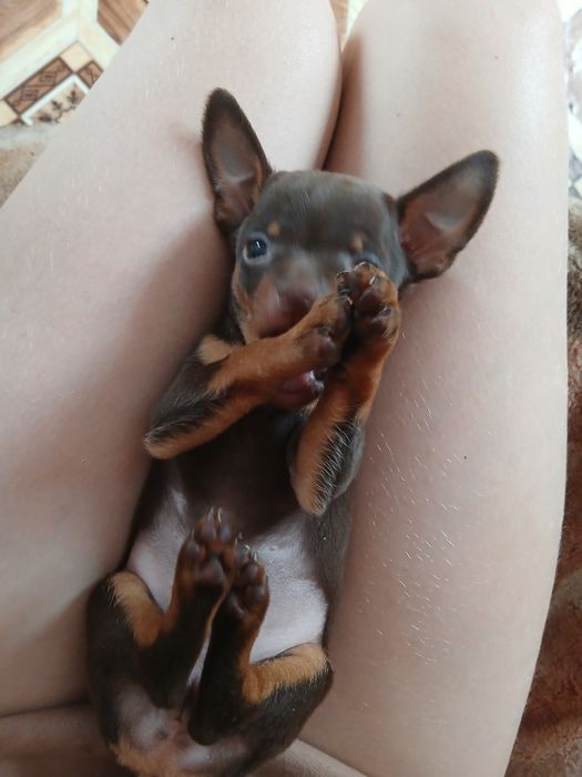 Мини Той девачка