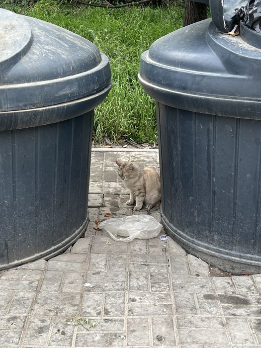 Нашли кошку в Алмагуле