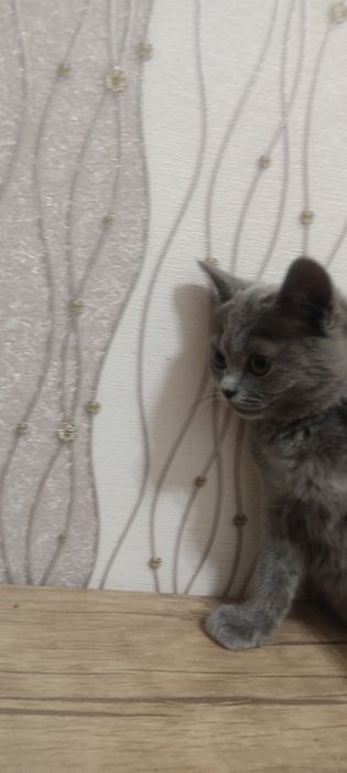 Skotish Fold  Mushuk