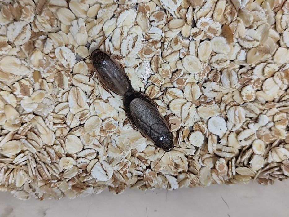 Мраморный таракан