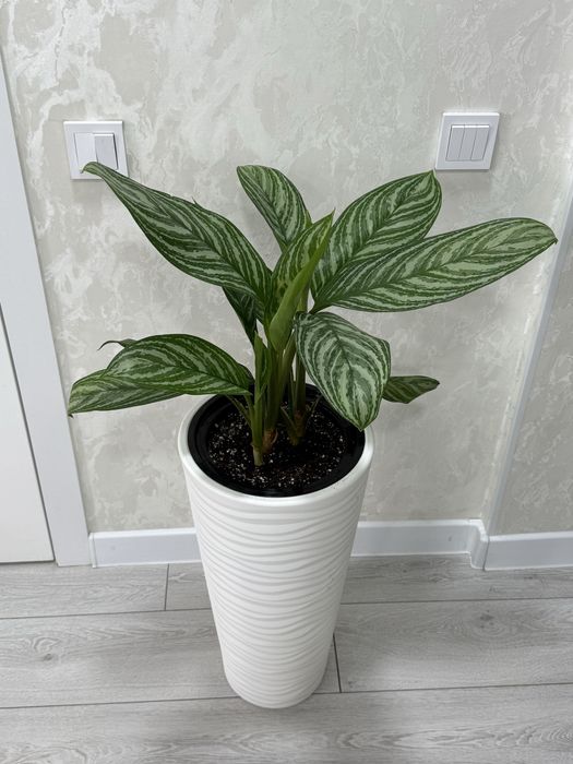 Аглаонема Страйс в напольном кашпо