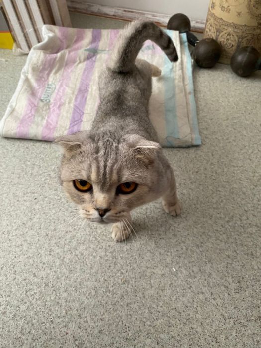 Шотландская веслаухая