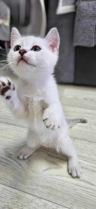 Котята британские