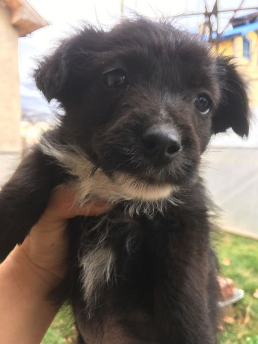 Спешно се търсят грижовни стопани!