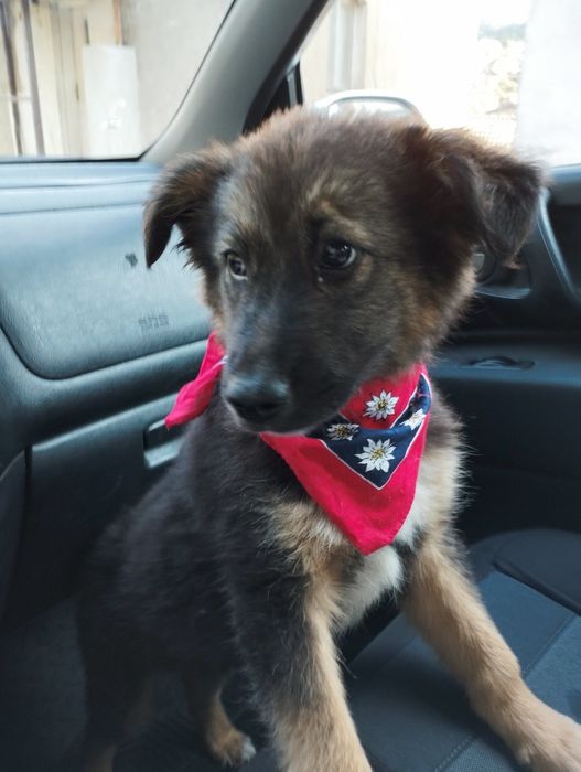 Женско кученце търси дом