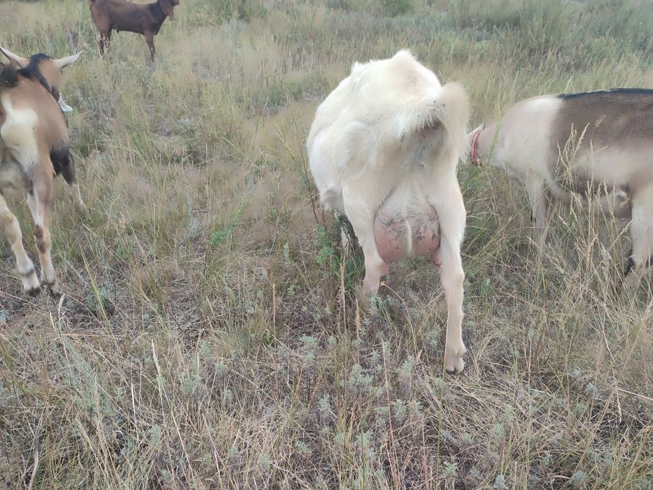 Продам дойную козу