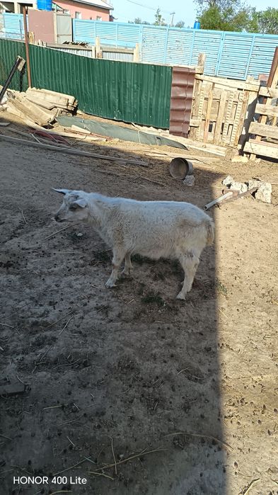 Ешки лагымен Занинский