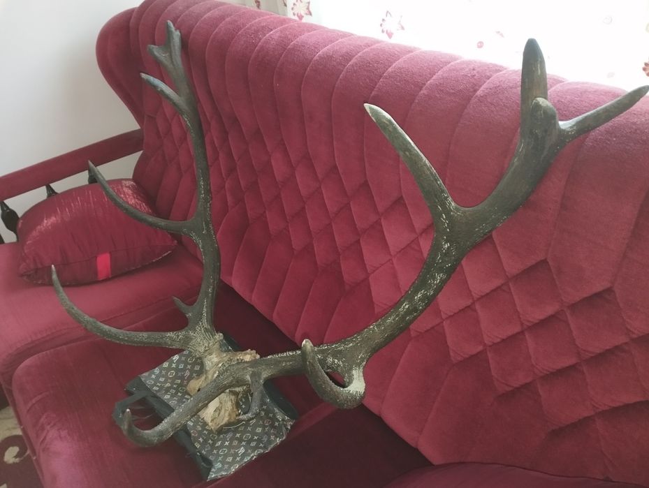Красиви трофейи от елени