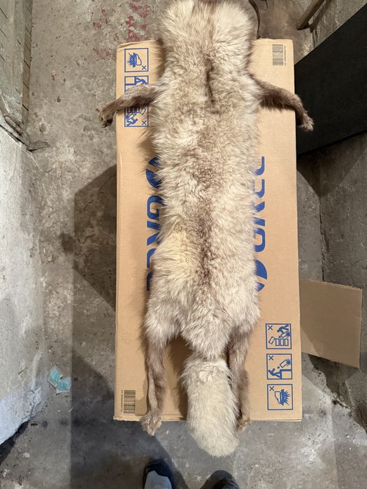 Продавам препарирана  лисица