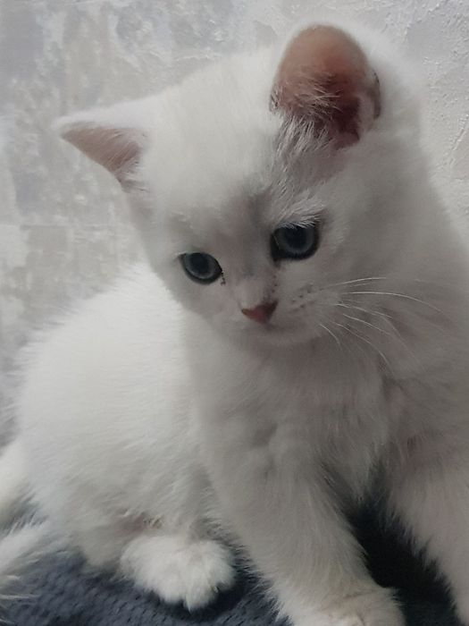 Британские шиншиллы