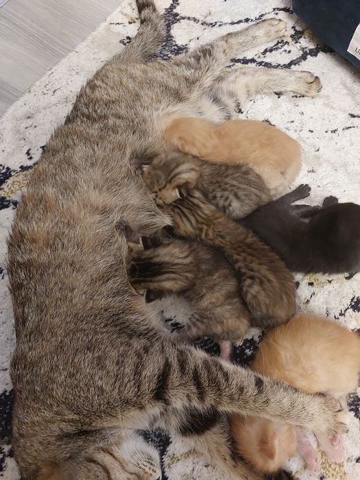 Хочу раздать котят очень хорошие руки