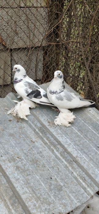 Голуби павлины и игровые