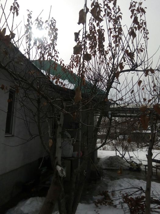 Обрезка плодовых деревьев!