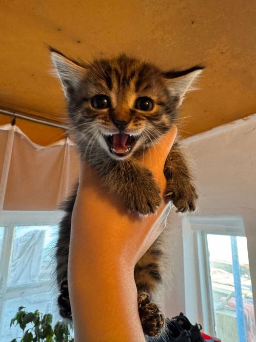 Продам котят в хорошие руки