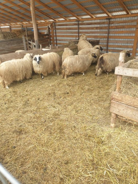 Oi de vânzare 14 Miori și un Berbec