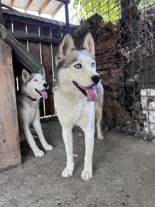 Donez doua femele Husky Siberian