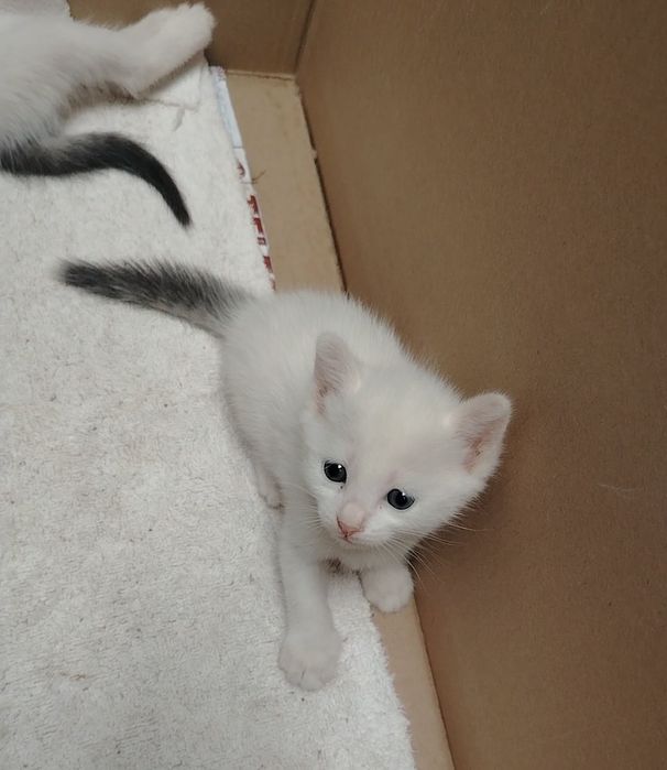Котята в хорошие руки Пушистые