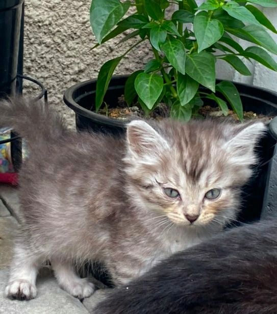 Отдам котят в добрые руки