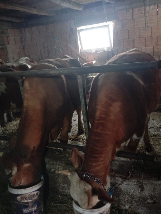 Vând 3 vaci de fătat trebe să fete luna asta