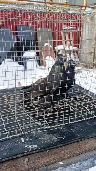 Голуби жуки двухчубые