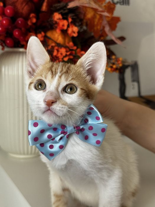 Puiuti de pisica pentru adoptie responsabila!