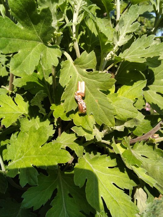 Златна обица  Полусърце