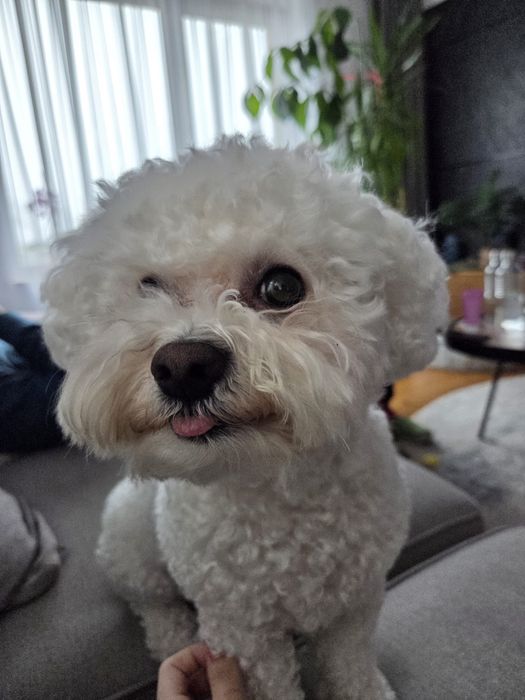 Cazare/ingrijire animale pe timp de zi/noapte