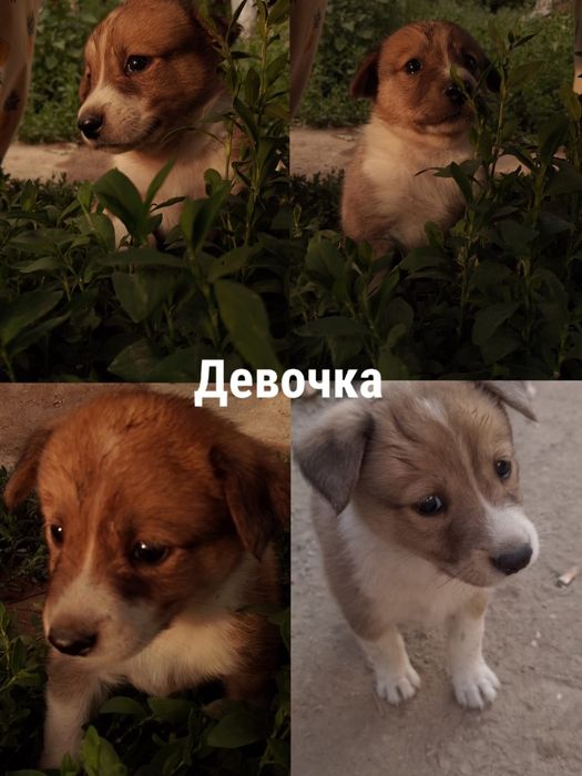Отдам   щенков  .
