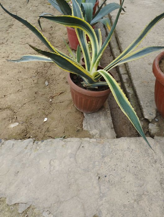 Agava gullar sotiladi