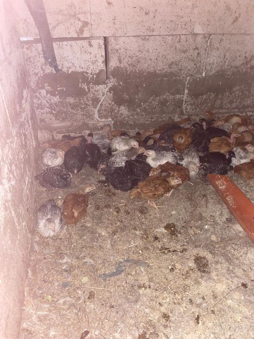 Puicuțe rasa mixta rate pekin