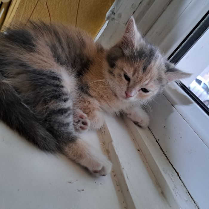 Котята 2 месяца мама страйт