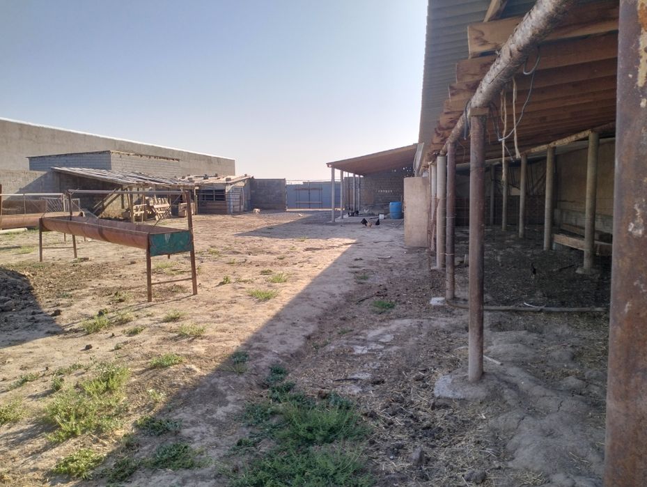 Қора кора фазенда