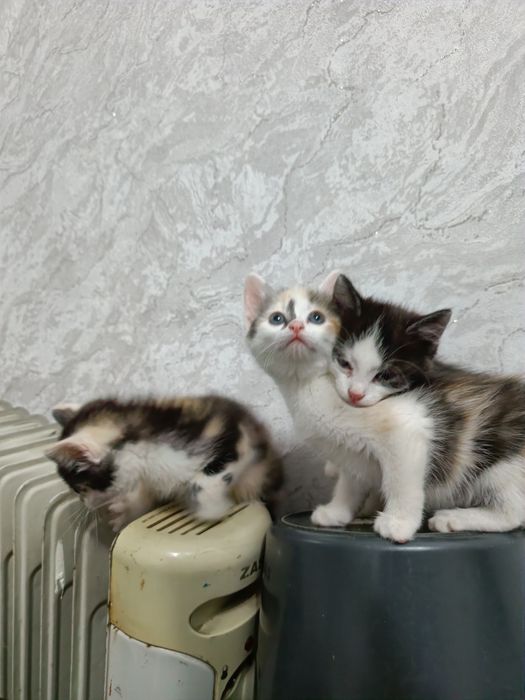 Отдадим котят в добрые руки