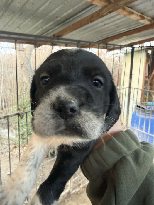 Настоящии охотничии спаниели !