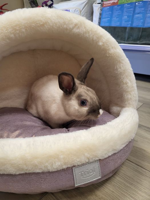 Декоративный кролик