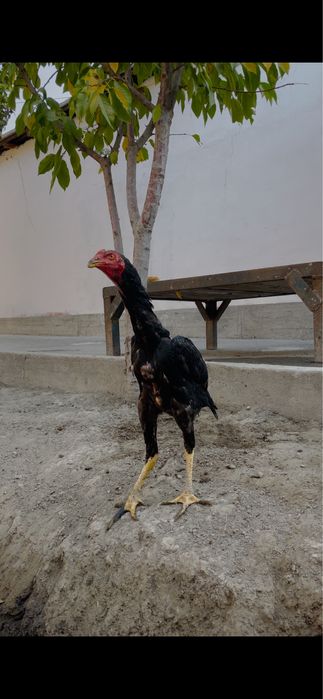 Zoddor Horoz sotiladi